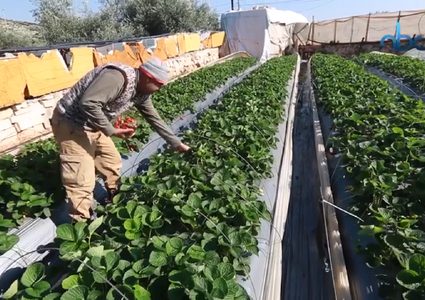 الفراولة تزين الأسواق في قلقيلية