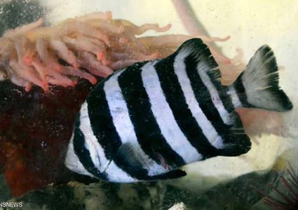 من اليابان إلى أميركا.. العثور على "سمكة تسونامي الهاربة"