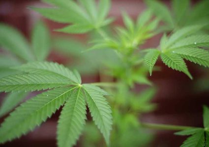 دراسة جديدة تكشف علاقة الحشيش بالقدرة على الإنجاب