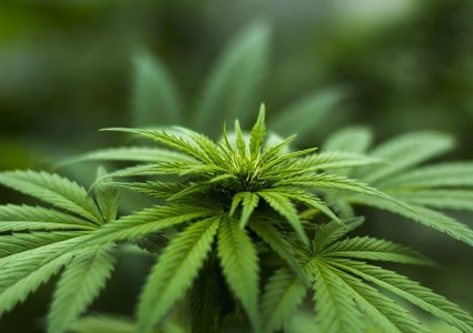 دراسة جديدة تكشف علاقة الماريغوانا بالقدرة على الإنجاب