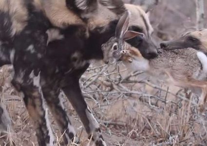 ضباع تمزق فريستها أمام الكاميرا