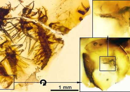 علماء يعثرون على اكتشاف نادر في لبنان