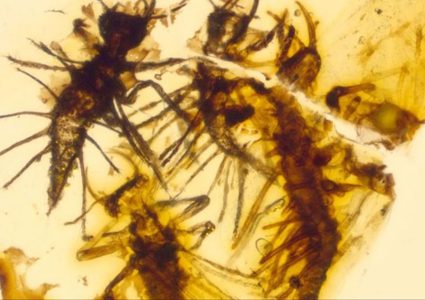 اكتشاف علمي نادر داخل قطعة عنبر