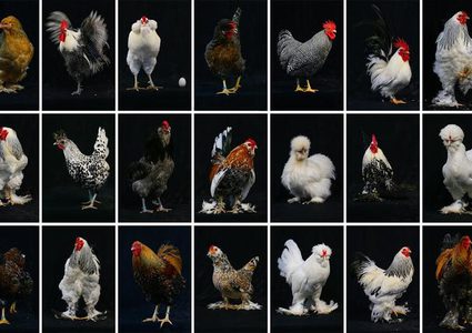 تتويج ملكة جمال "دواجن الزينة" بإزمير التركية!