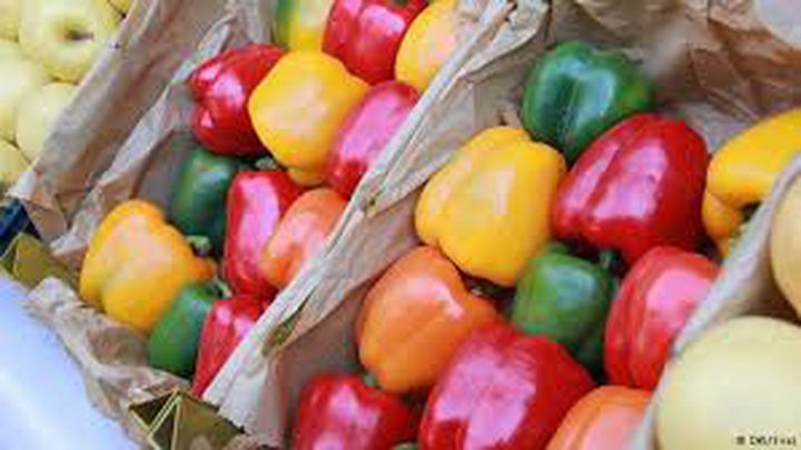 ما الفرق بين الفلفل الأخضر والأصفر والأحمر؟