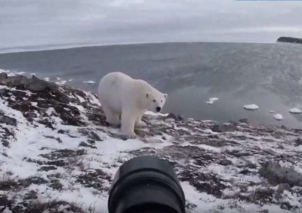 دب مفترس يتحول إلى نجم فوتوغرافي