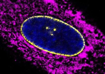 اكتشاف طريقة لتحديد العمر الحقيقي لجسد الإنسان