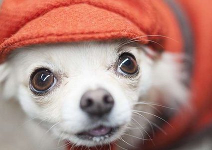 تربية القطط والكلاب تحمي الأطفال من خطر مرض منتشر!