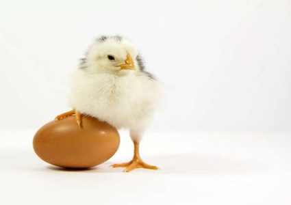 طرح "البيض المنقذ" للبيع لأول مرة في العالم!