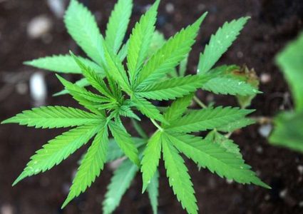 تايلاند.. إقرار استعمال "الماريجوانا" لأغراض طبية