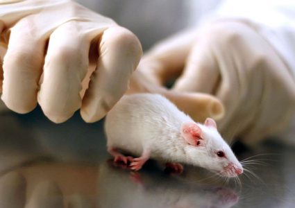 الفئران مفتاح علاج فقدان البصر لدى البشر!