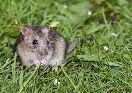 الفئران مفتاح علاج فقدان البصر لدى البشر!