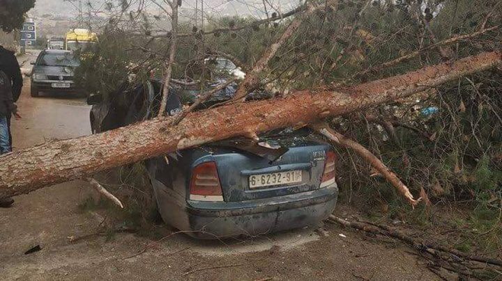 اصابة 4 مواطنين بعد سقوط شجرة ضخمة على سيارتهم