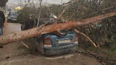 اصابة 4 مواطنين بعد سقوط شجرة ضخمة على سيارتهم