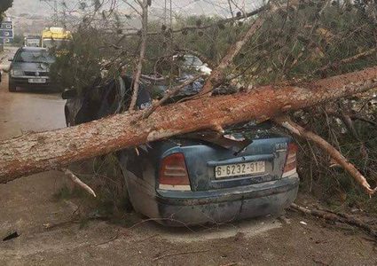 اصابة 4 مواطنين بعد سقوط شجرة ضخمة على سيارتهم
