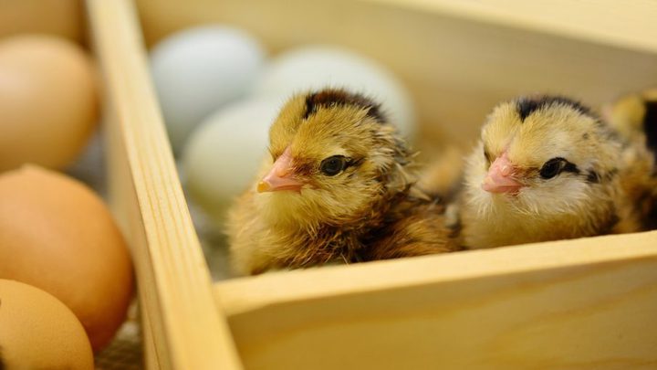 ألمانيا..عرض أول بيض "غير قاتل" بالعالم للبيع!