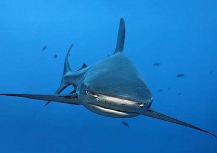 دلافين تنقذ مجموعة غواصين من قرش مفترس!