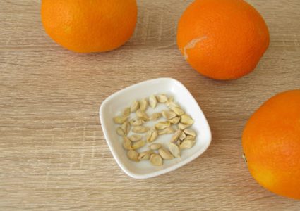 فوائد أكل بذور البرتقال