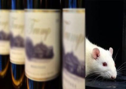 الشرطة الهندية تطارد عصابة فئران.. وهذا السبب؟!