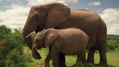 كيف تداوي الحيوانات نفسها بنفسها؟