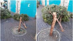 الشرطة تقبض على شخص قطع اشجارا في بيت لحم