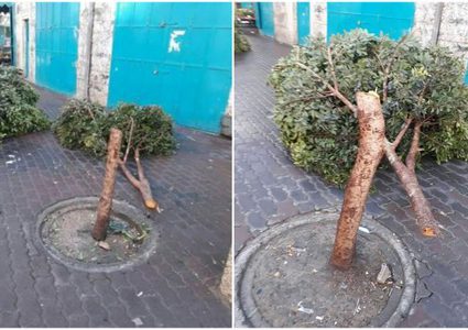 الشرطة تقبض على شخص قطع اشجارا في بيت لحم