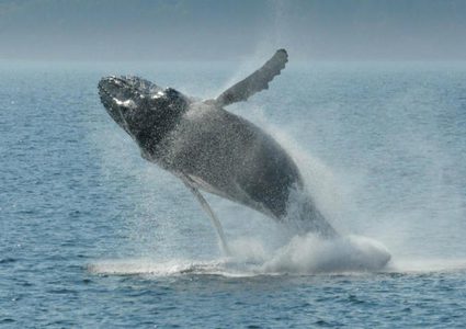مسبار إلكتروني يتحرك على أجسام الحيتان