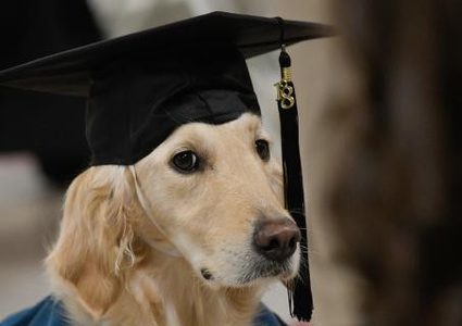 جامعة أمريكية تمنح كلب شهادة دبلوم