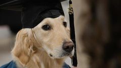 جامعة أمريكية تمنح كلب شهادة دبلوم