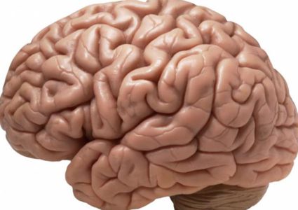 دراسة- المشاعر مرتبطة بخلايا الدماغ