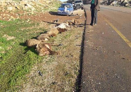 مستوطن يدهس 30 رأس غنم شرق رام الله