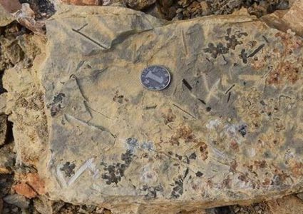 اكتشاف أحافير لأقدم الزهور على وجه الأرض