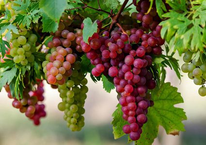 العنب يقتل طفلا ليلة رأس السنة