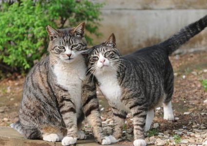 لأول مرة.. الصين تبدأ استنساخ القطط عام 2019