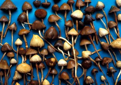 فطر سحري يزهر في بريطانيا يوم رأس السنة