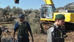 قوات الاحتلال تقتلع اشجار زيتون في بروقين