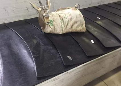 "غزال" يتنقل عبر الخطوط الجوية بين المحافظات الليبية !