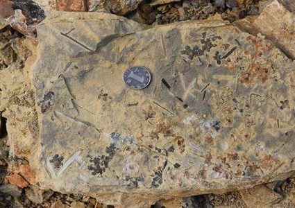 اكتشاف أحافير لأقدم الزهور على وجه الأرض