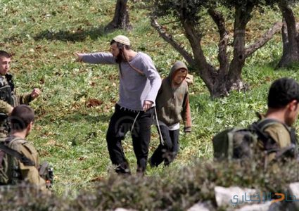 مستوطنون يسرقون أشجار زيتون جنوب نابلس