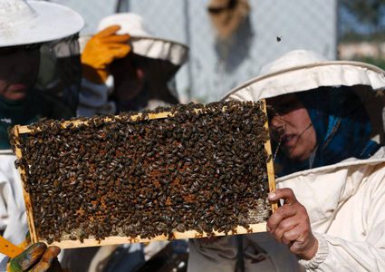 رام الله: إطلاق ميثاق جودة عسل النحل الفلسطيني والإرشادات