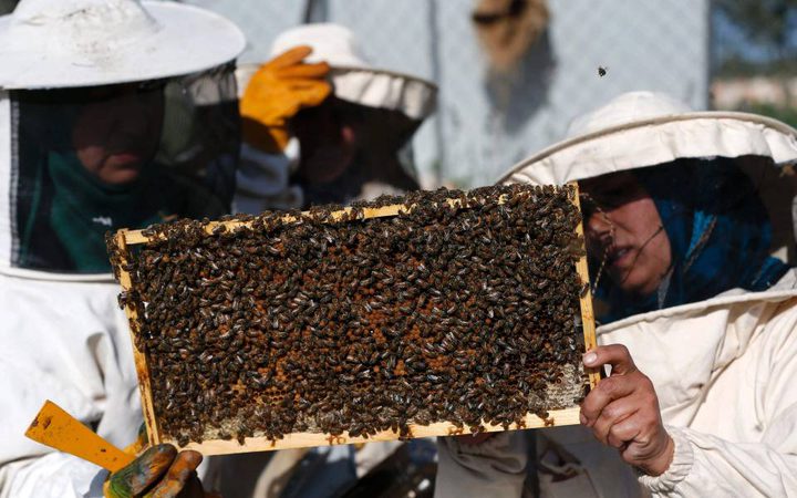 رام الله: إطلاق ميثاق جودة عسل النحل الفلسطيني والإرشادات