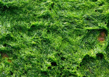 علماء: "الذهب الأخضر"هو الحل الأمثل لمحاربة ضغط الدم المرتفع