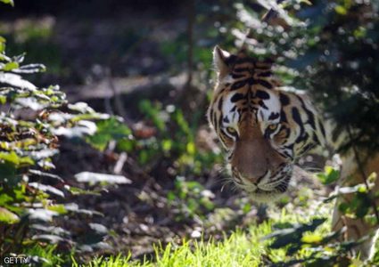 نمر سيبيري يحير الخبراء.. خرج من الغابة يطلب "نجدة بشرية"