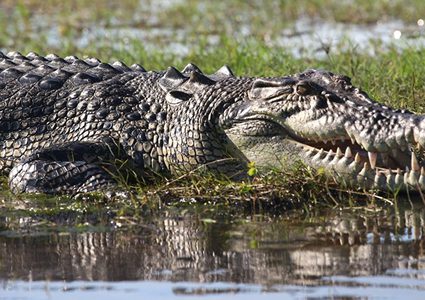 تمساح مفترس يصنع نهاية "صائد الأسود"