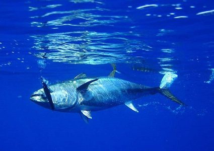 بيع سمكة تونة بـ3.1 مليون دولار