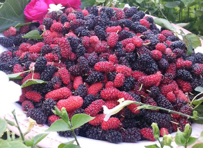 عليكم بتناول التوت.. لماذا؟