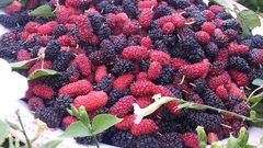 عليكم بتناول التوت.. لماذا؟