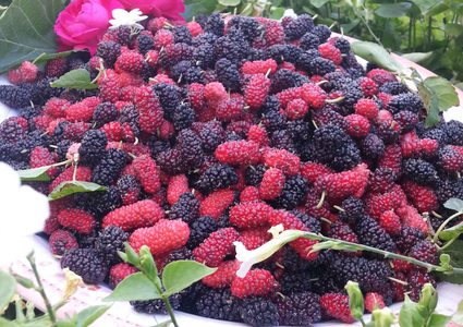 عليكم بتناول التوت.. لماذا؟