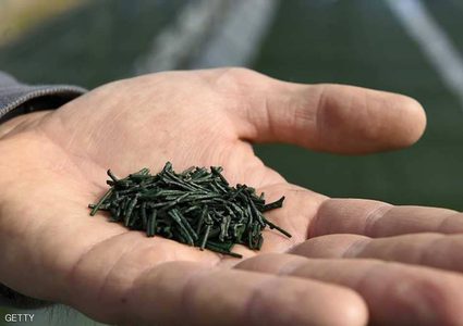 "الذهب الأخضر".. قدرات خارقة لمحاربة ضغط الدم المرتفع