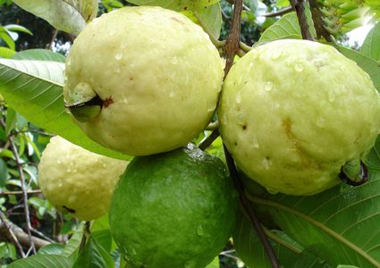 "الجواب الشافي" فيتامين سي وعلاقته بالجوافة